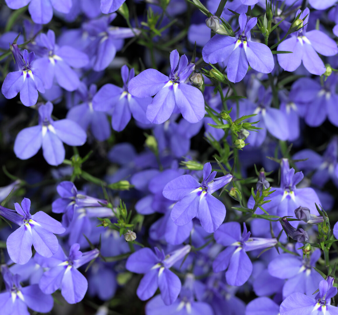 Lobelia erinus Laguna® Trailing Sky Blue