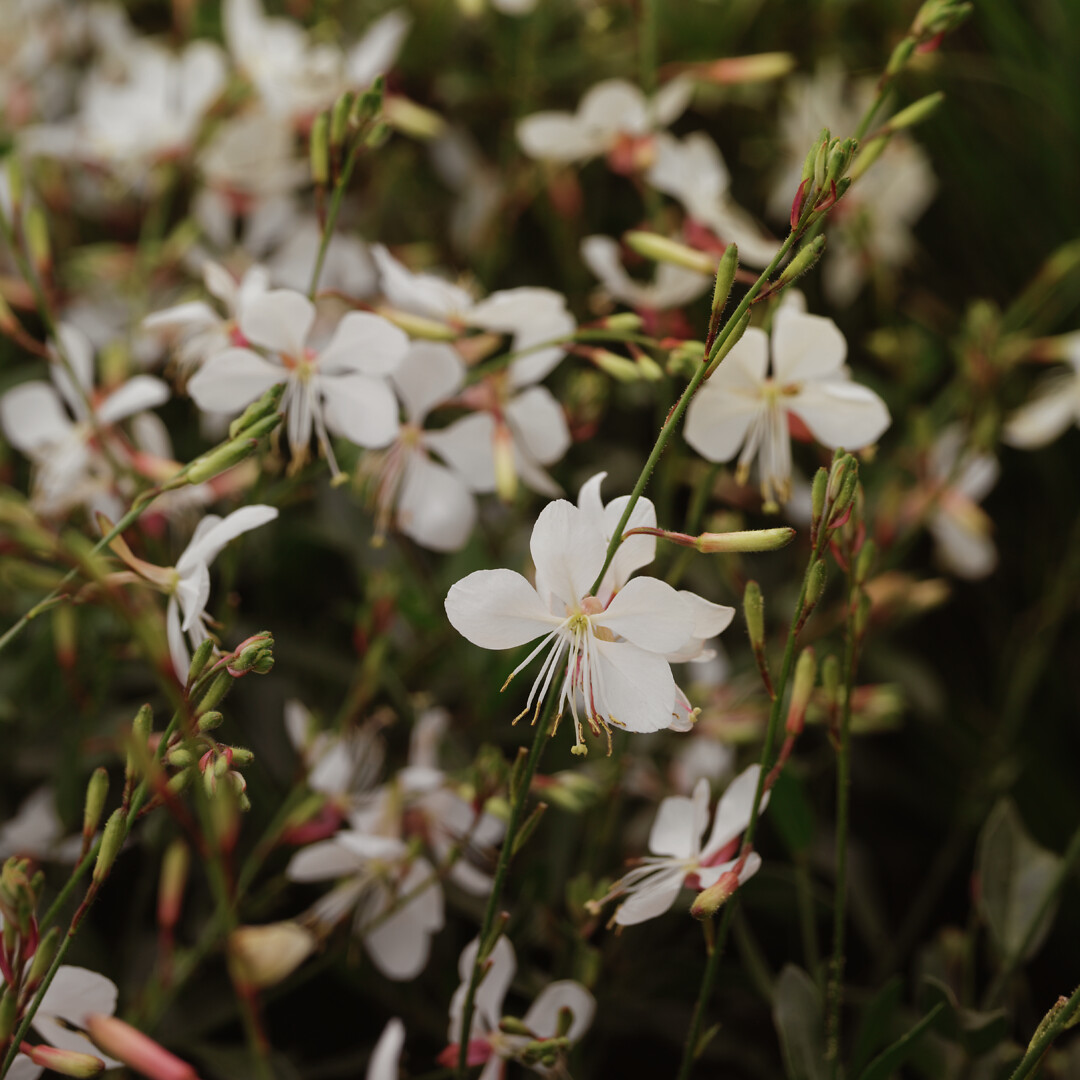 Gaura lindheimeri Geyser® White