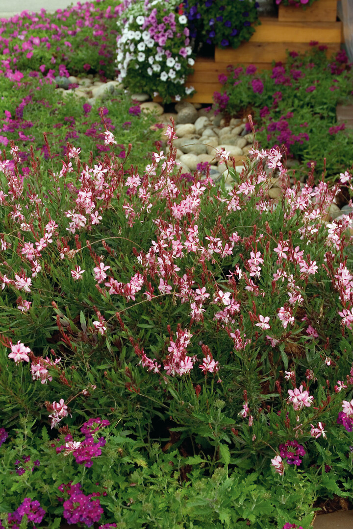 Gaura lindheimeri Geyser® Pink