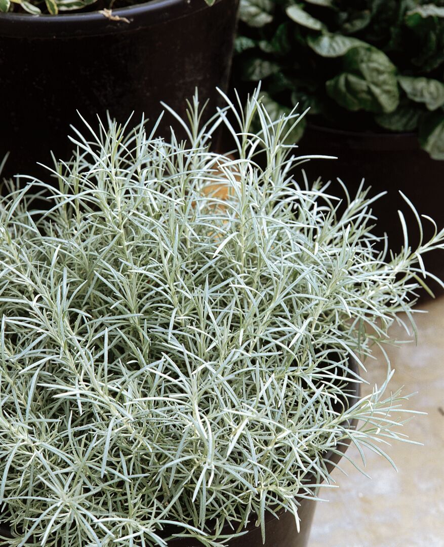 Helichrysum italicum Silvery White, Italianolkikukka