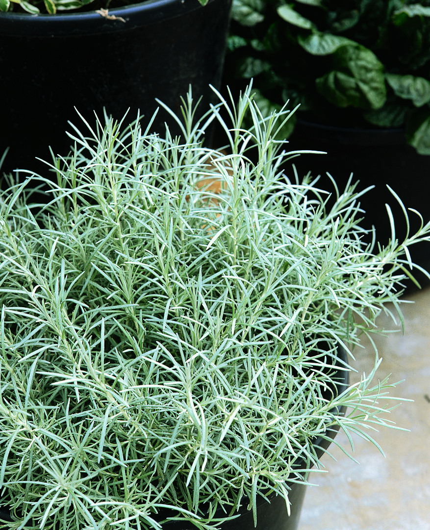 Helichrysum italicum Silvery White, Italianolkikukka