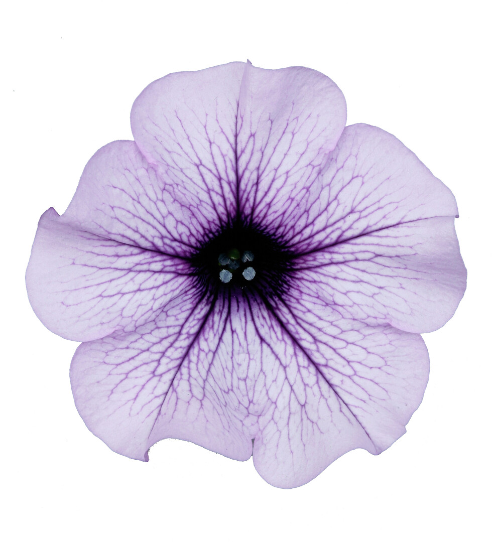 Petunia hybrid Surfinia® Purple Vein