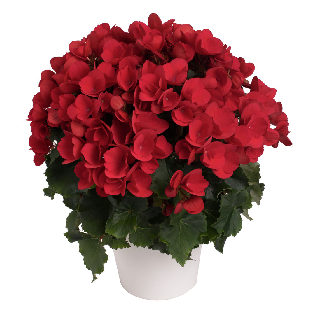 Begonia elatior hybrid Betulia® Red