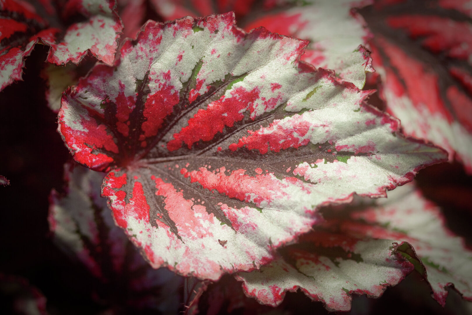 Begonia rex hybrid Beleaf® Evening Glow