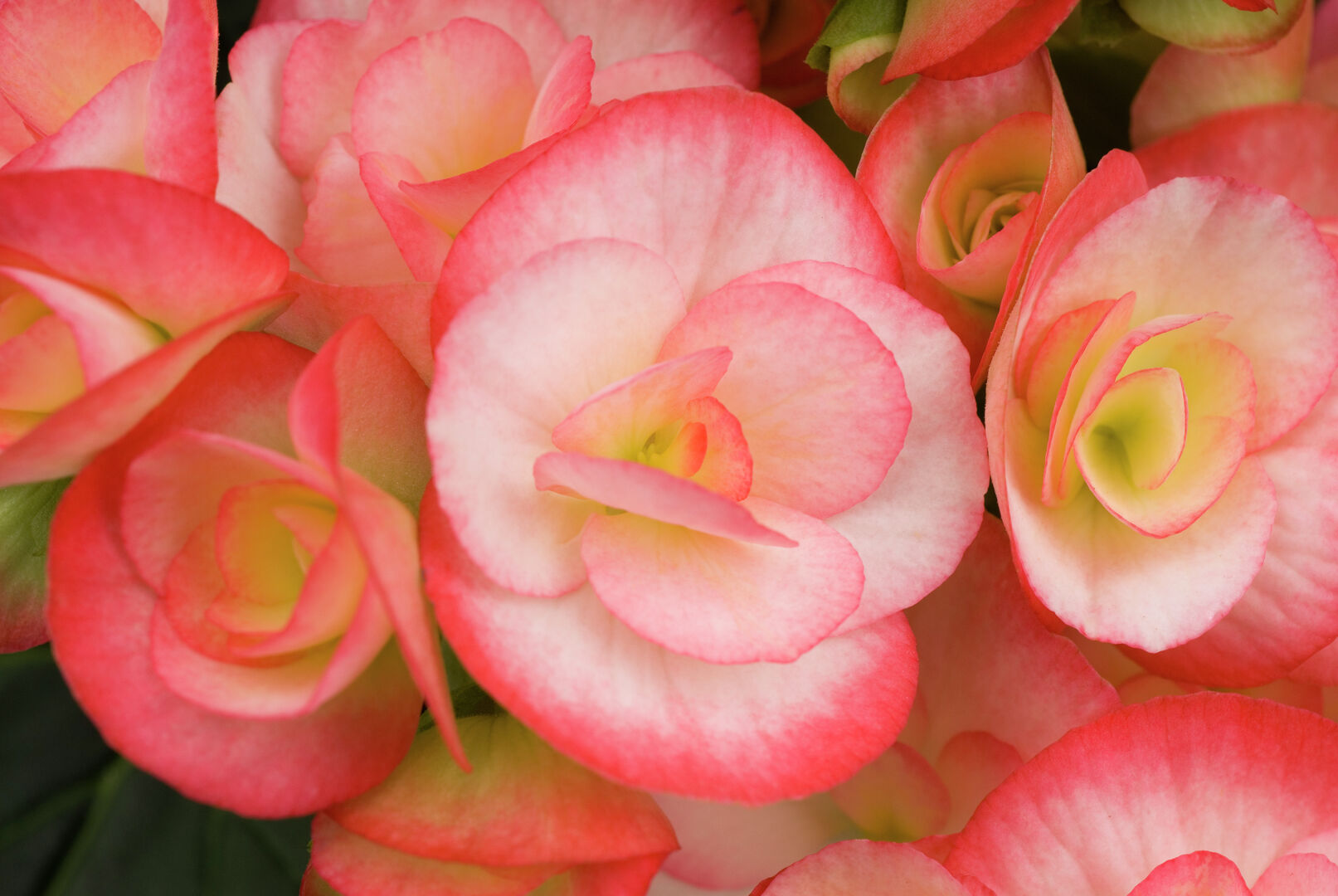 Begonia elatior Renate®