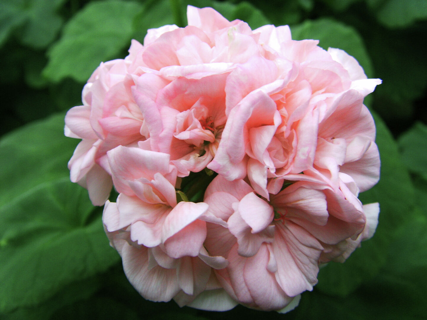 Pelargonium zonale Dronning Ingrid