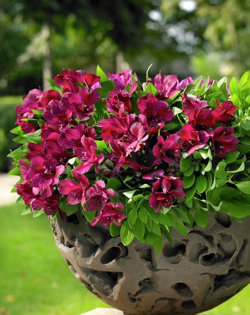 Alstroemeria hybrid Inticancha® Dark Purple