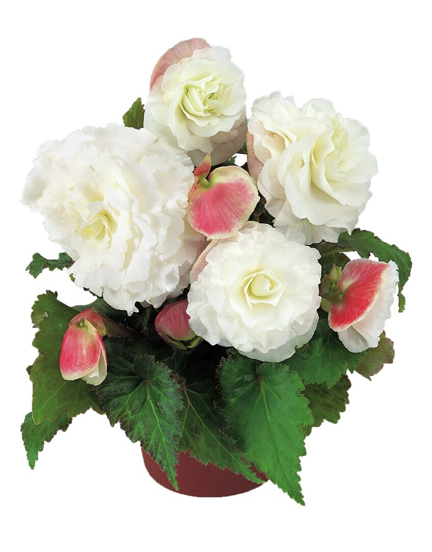 Begonia tuberhybrida Nonstop Appleblossom