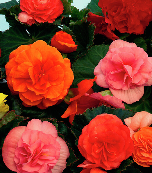 Begonia tuberhybrida Nonstop Formula Mix