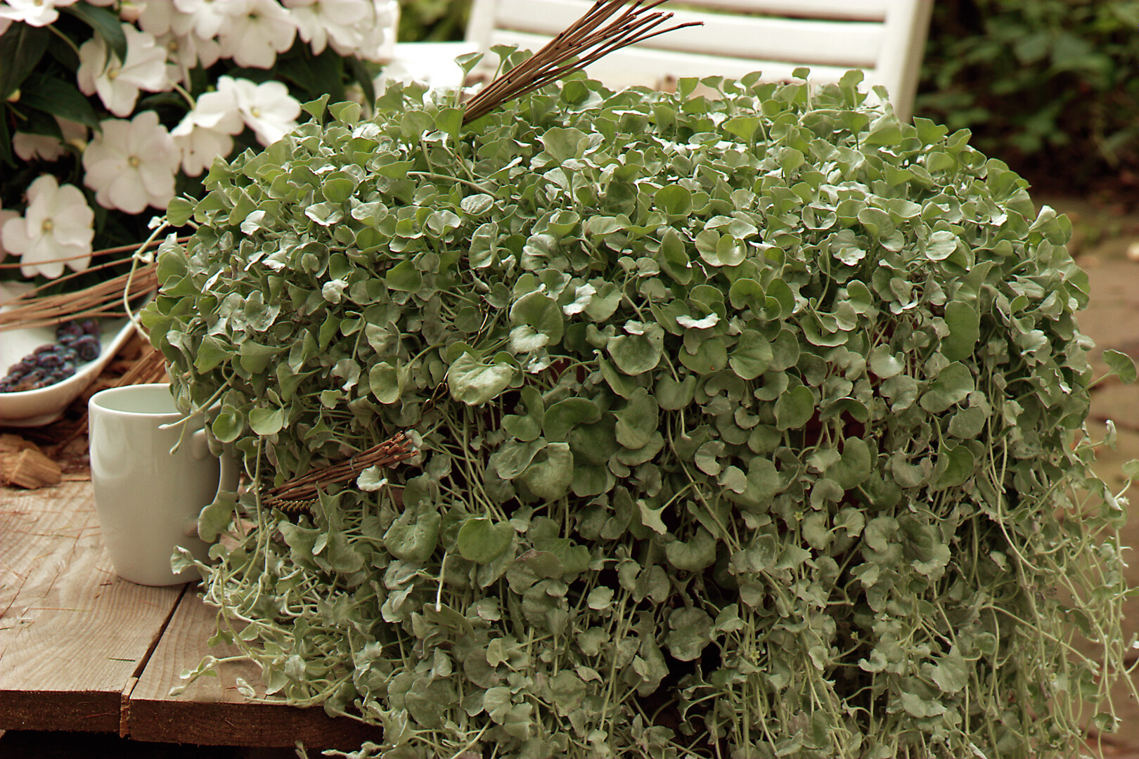Lajikevalikoima Dichondra argentea Silver Falls, Hopeaputous