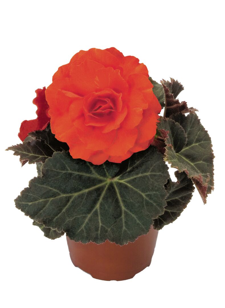 Begonia tuberhybrida Nonstop Mocca Deep Orange