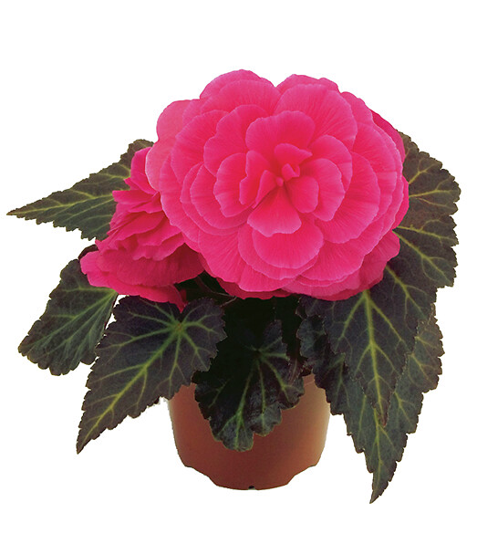 Begonia tuberhybrida Nonstop Mocca Pink Shades