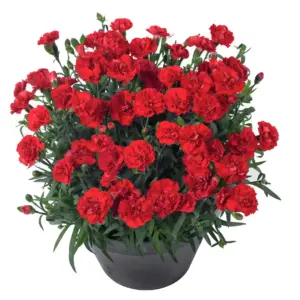 Dianthus caryophyllus Sunflor® Vulcano