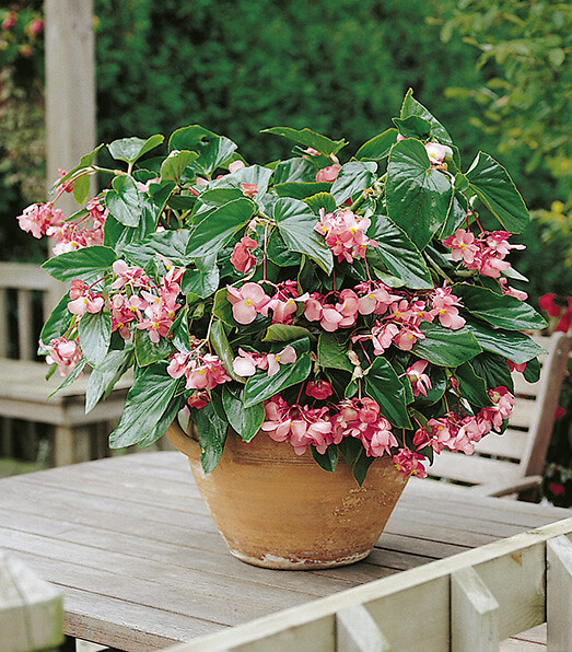 Begonia semperflorens Dragon Wing Pink