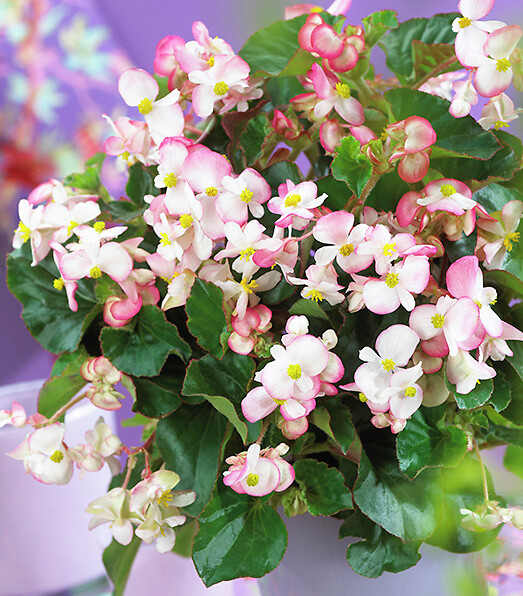 Begonia semperflorens Braveheart®