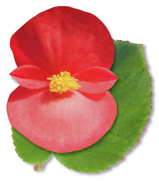 Begonia semperflorens Big Green Leaf Red