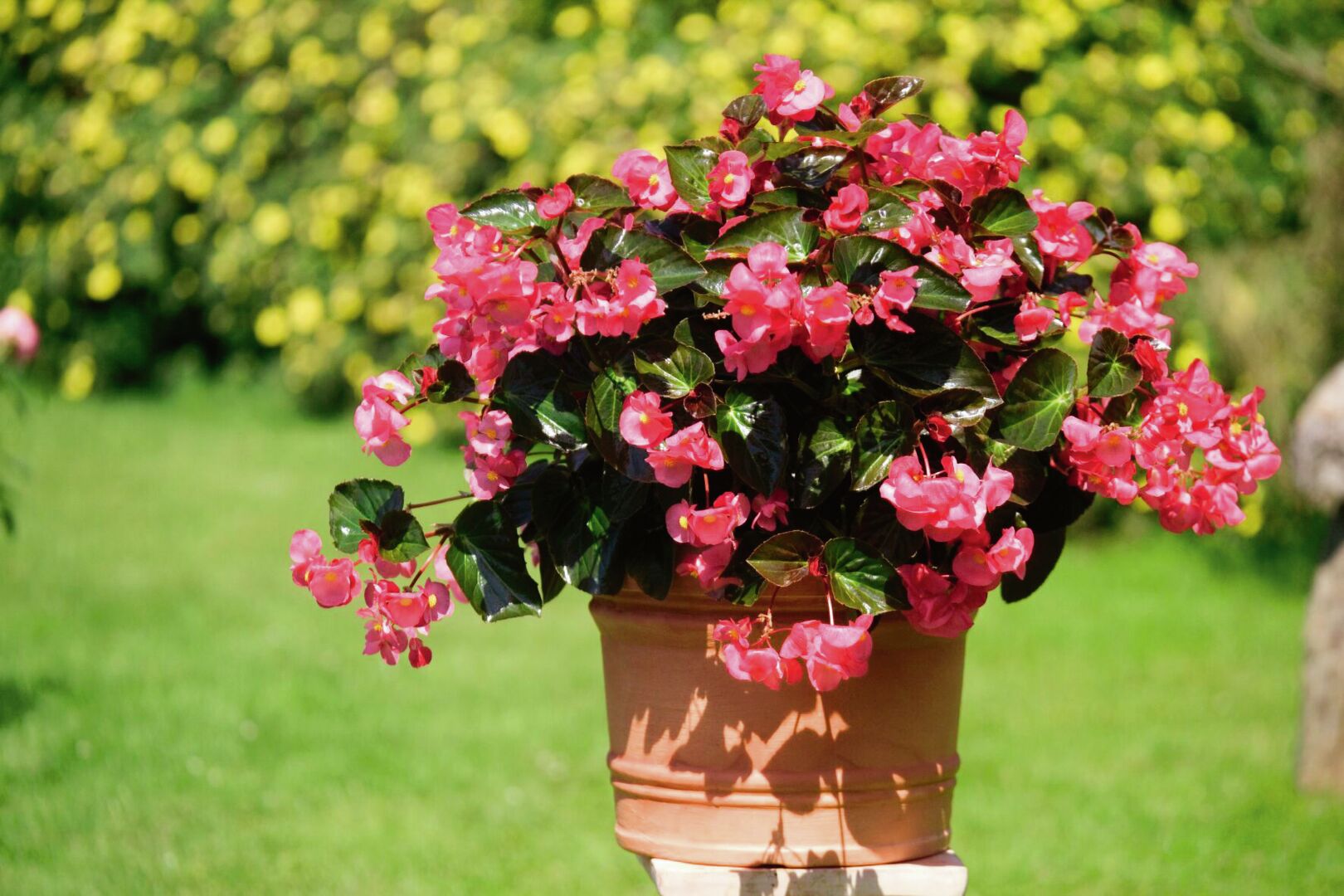 Begonia semperflorens Big Bronze Leaf Rose