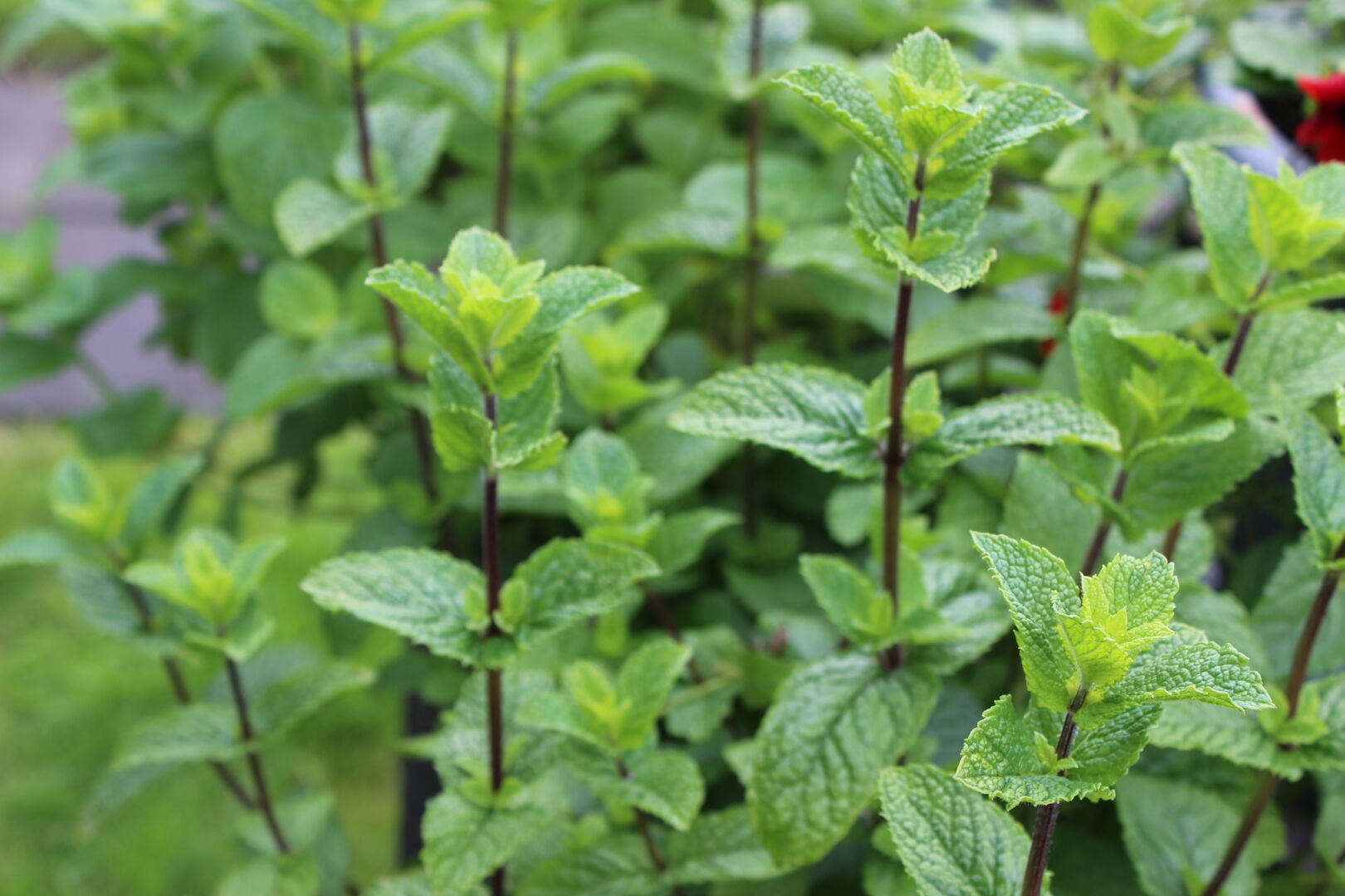 Mentha spicata Spanish Mint