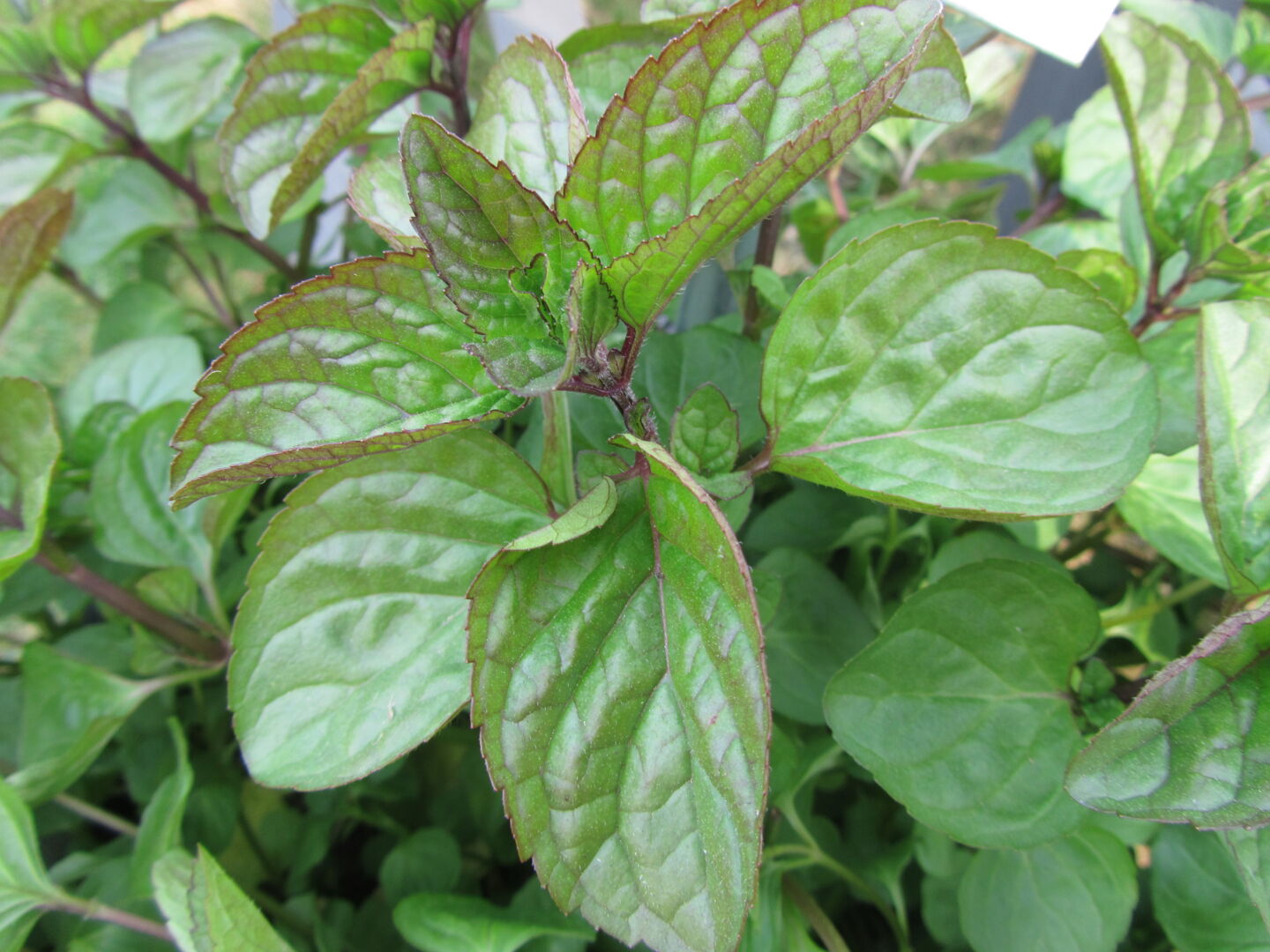 Mentha x piperita Orange Mint