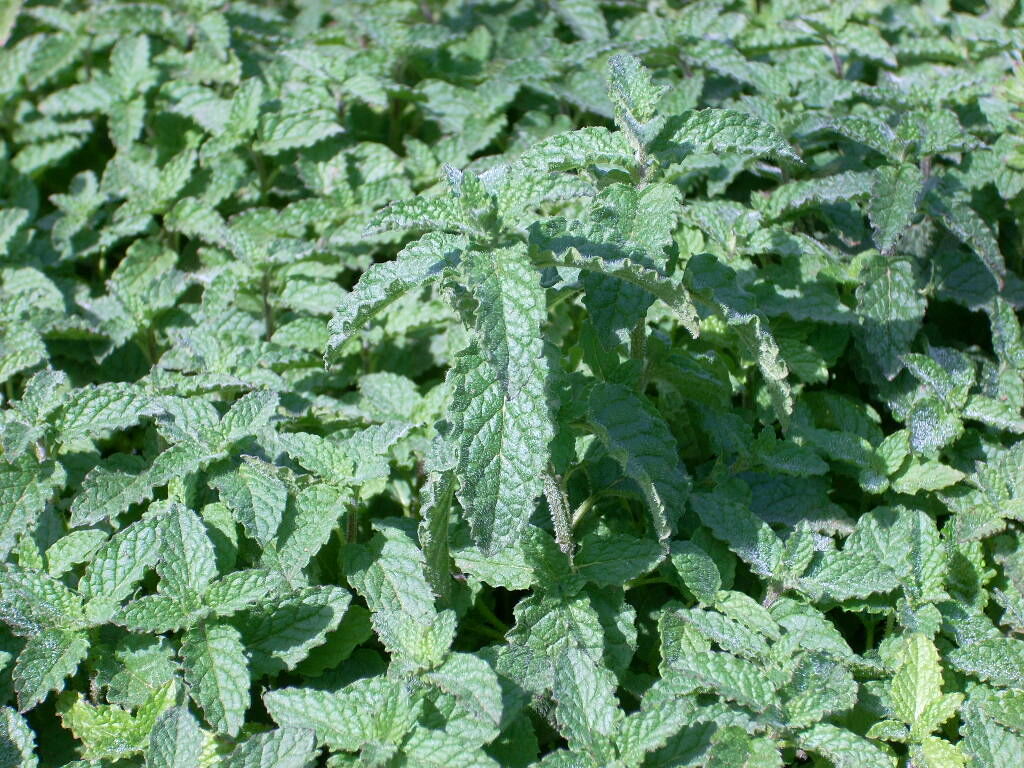 Mentha spicata Strawberry Mint