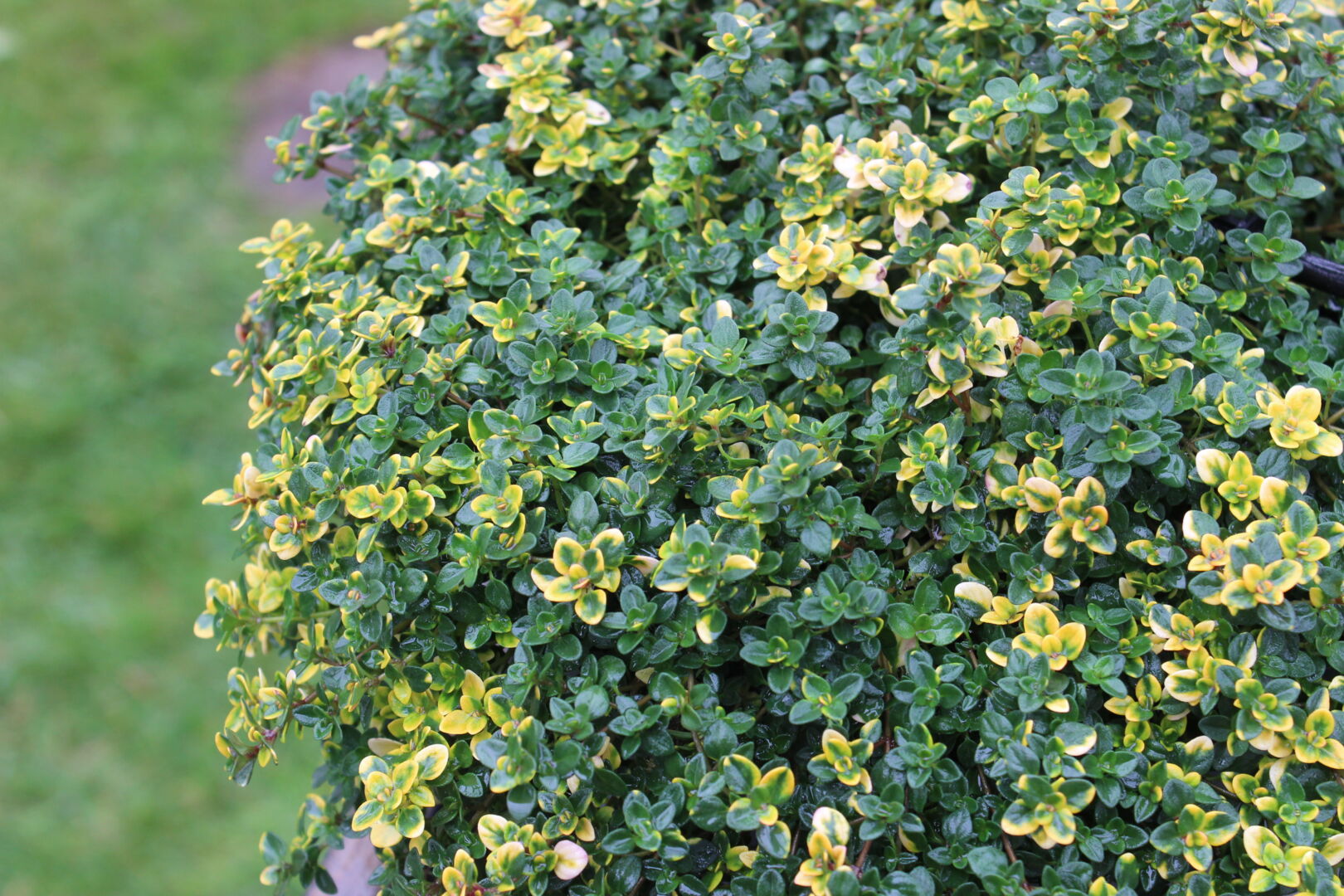 Thymus x citriodorus 'Sambesi'