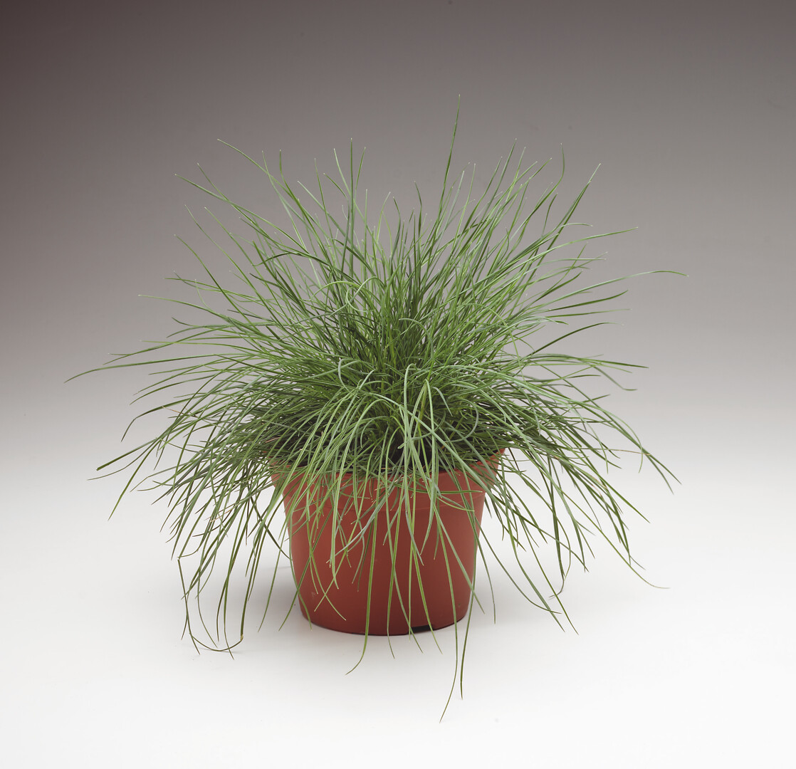 Festuca cinerea (glauca), Sininata