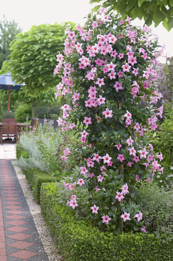 Mandevilla sanderi Sundaville® Classic Cream Pink