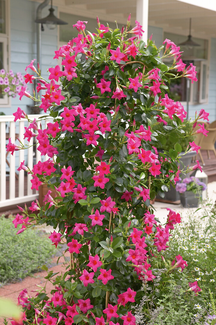 Mandevilla sanderi Sundaville® Classic Pink