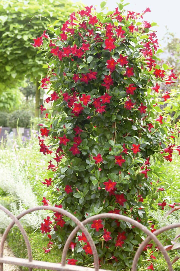Mandevilla sanderi Sundaville® Classic Red