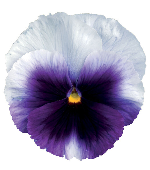 Viola wittrockiana Delta® Beaconsfield