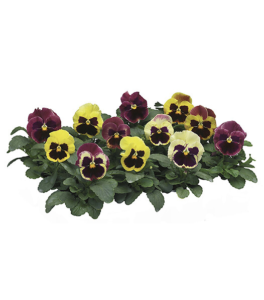 Viola wittrockiana Delta® Rose Surprise