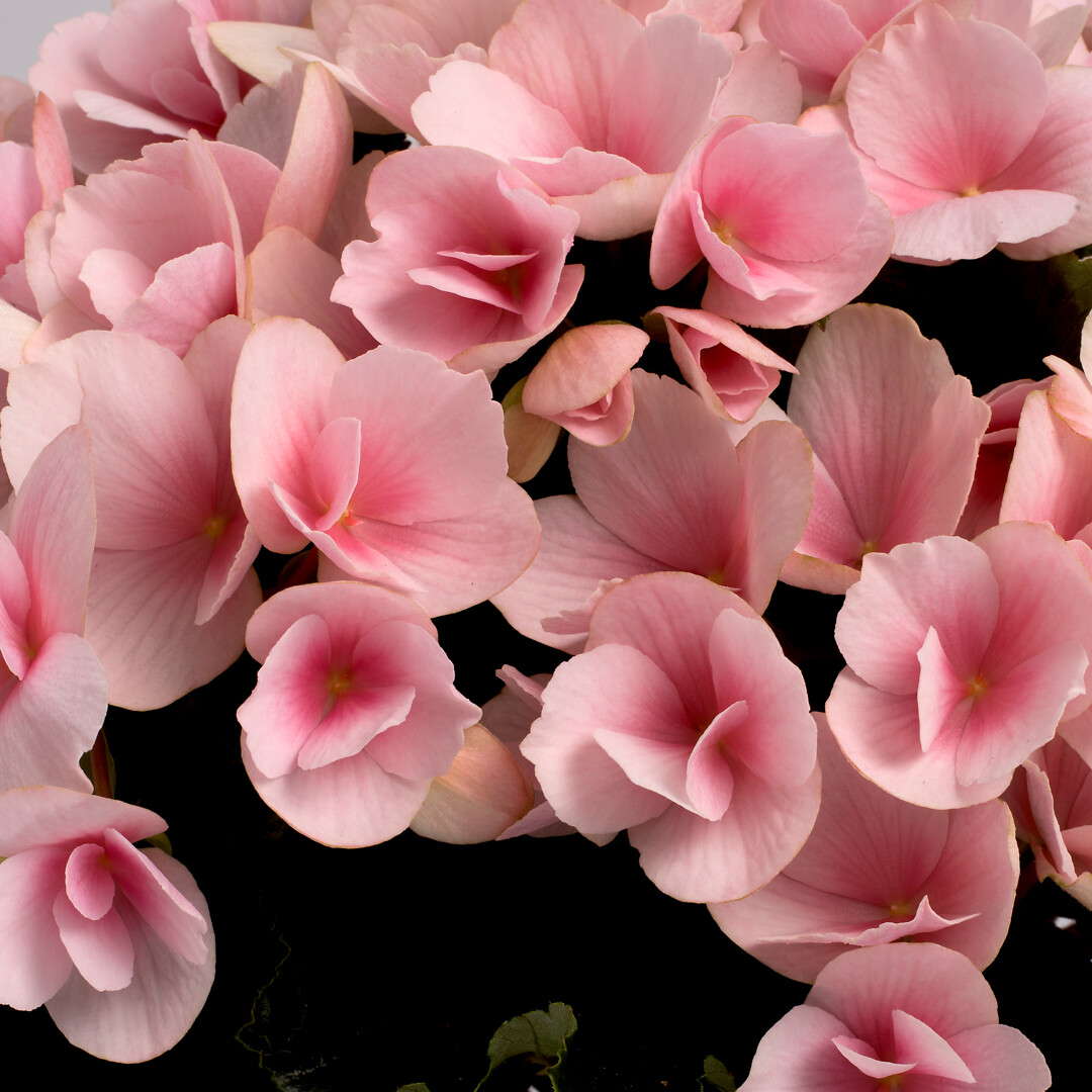 Begonia elatior hybrid Betulia® Light