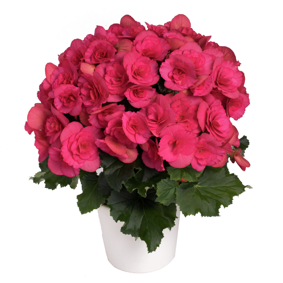 Begonia elatior Bela Lilacpink ®