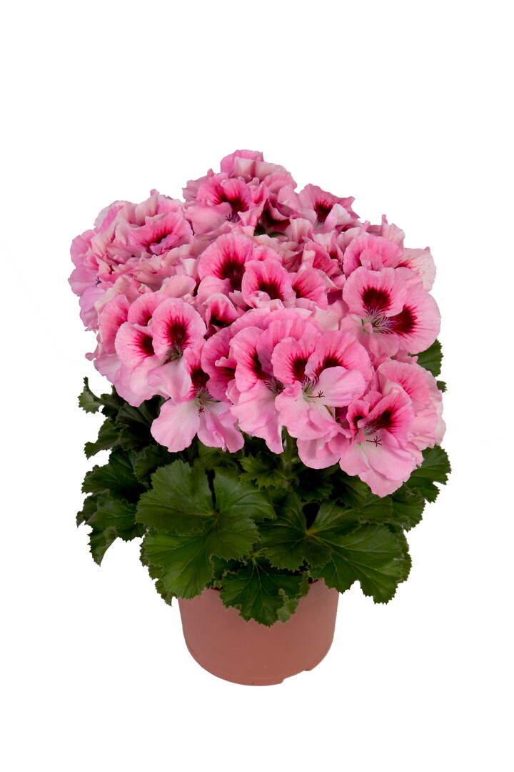 Pelargonium domesticum Elegance David