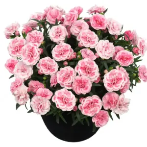 Dianthus caryophyllus Sunflor® Orinoco