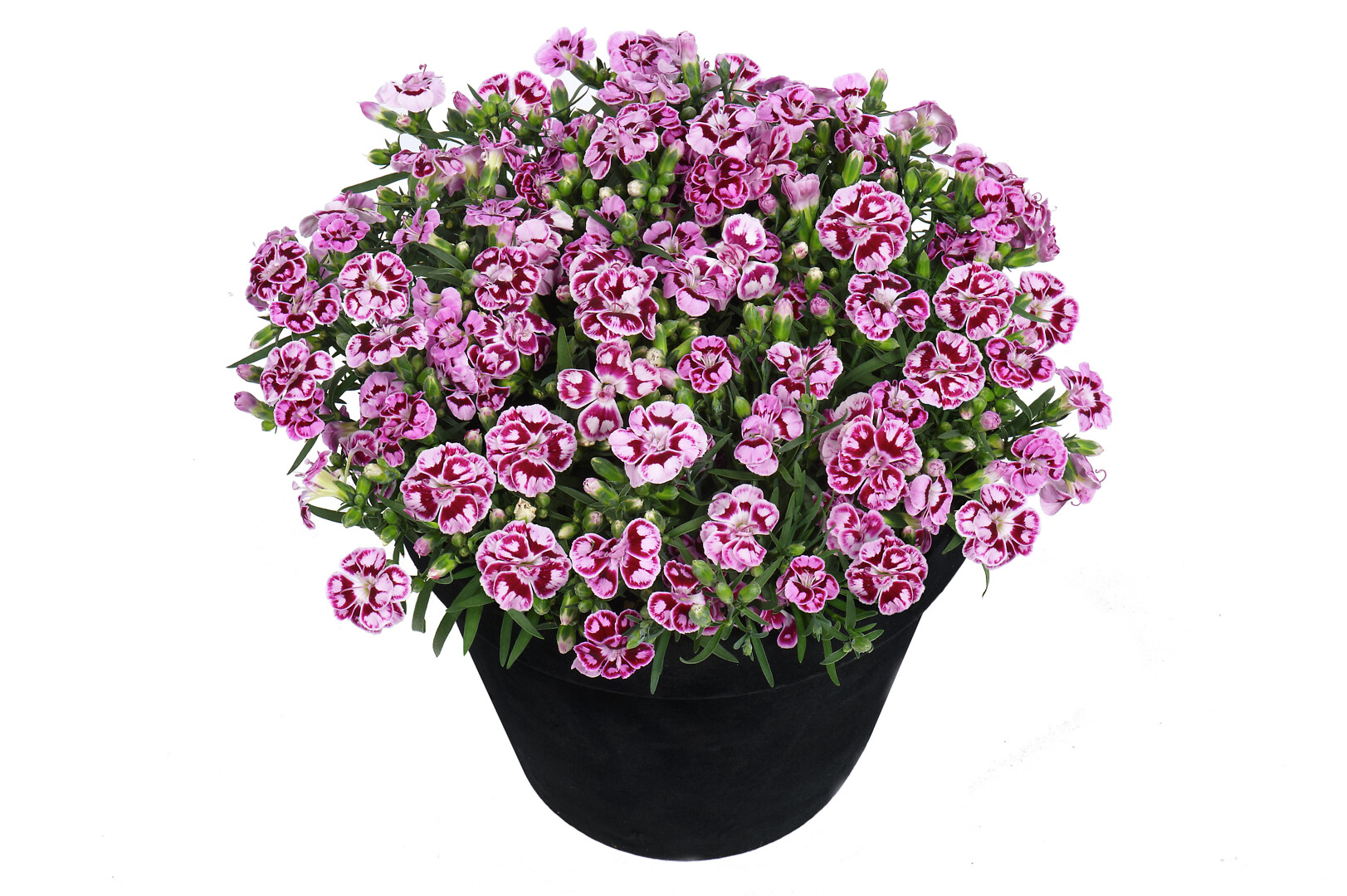 Dianthus caryophyllus Sunflor® Charmy