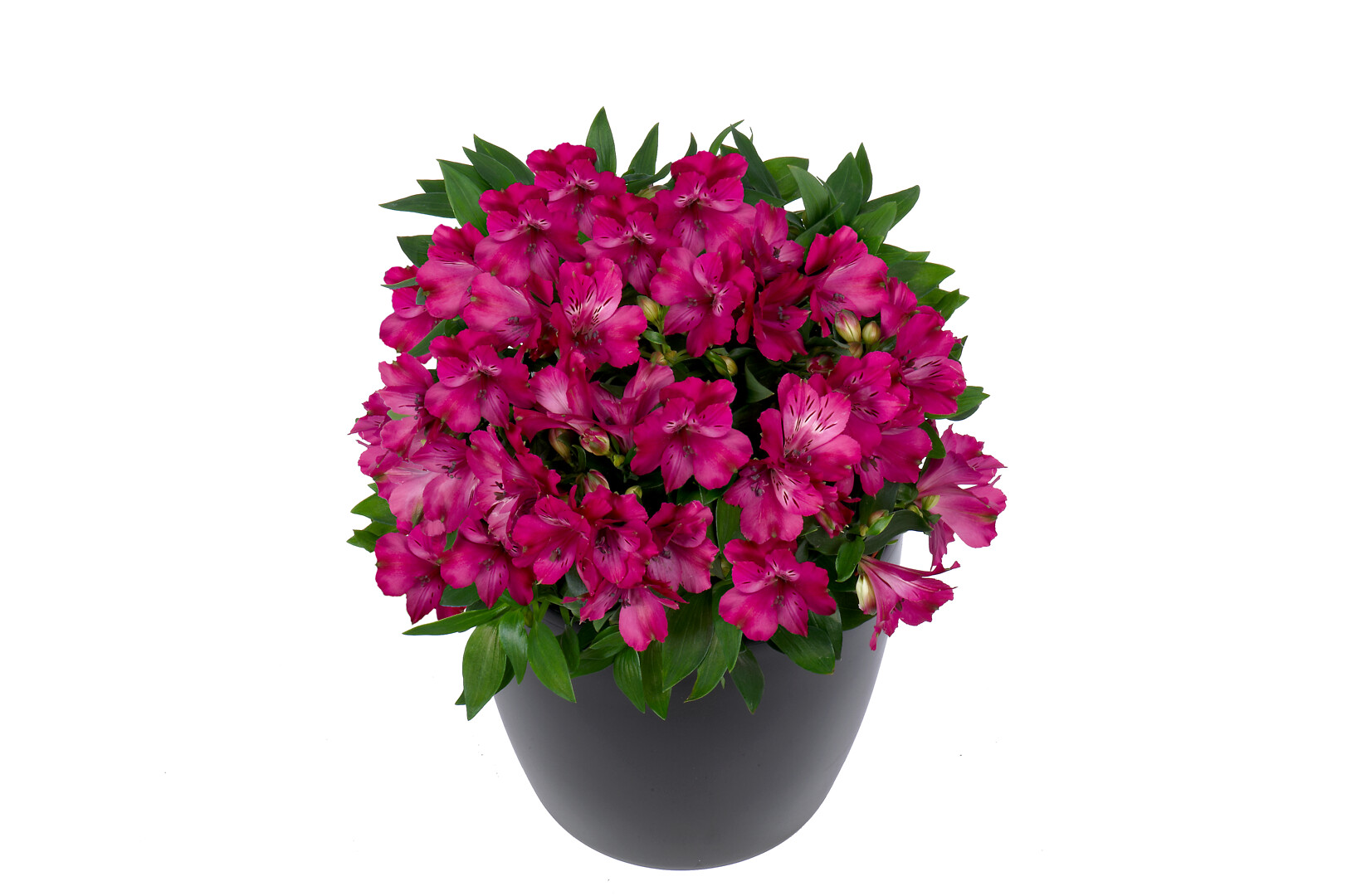 Alstroemeria hybrid Inticancha® Machu