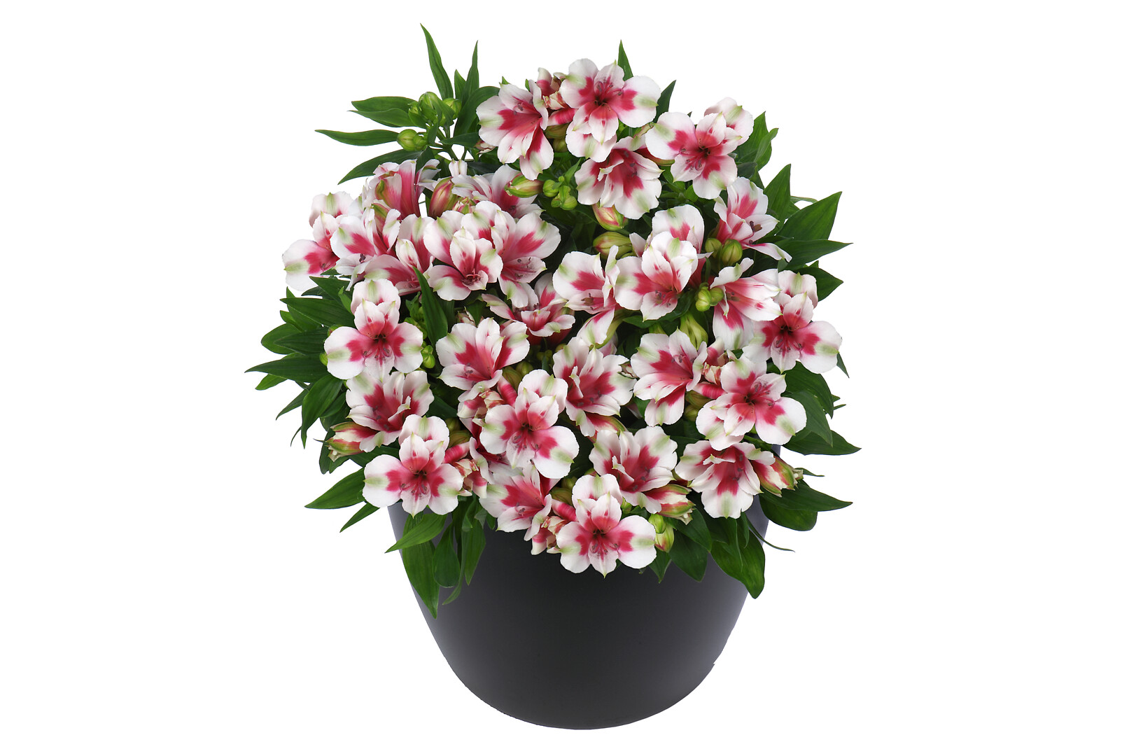 Alstroemeria hybrid Inticancha® Maya