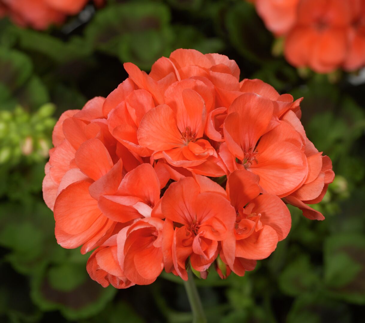 Pelargonium zonale Compact Line Salmon