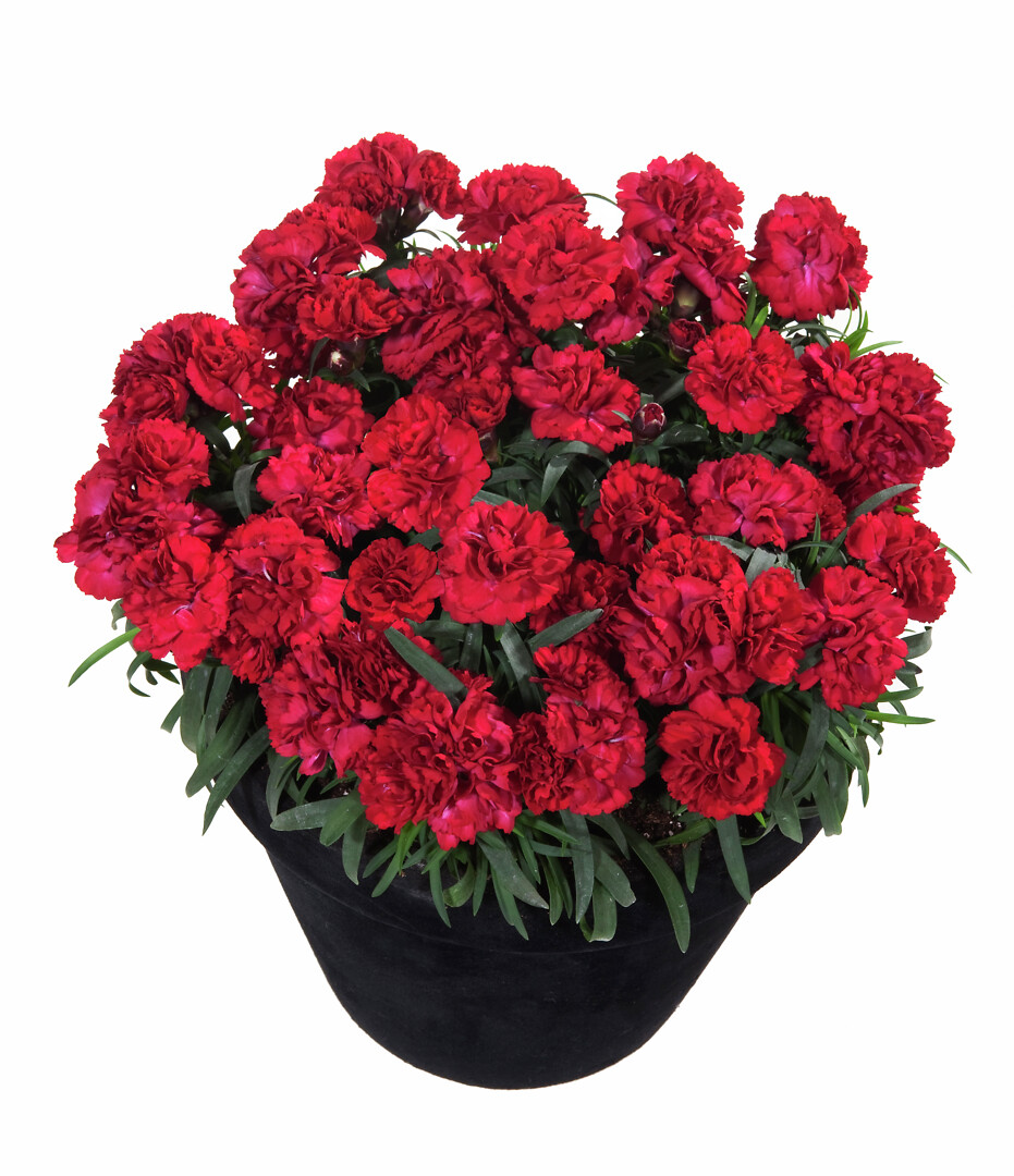 Dianthus caryophyllus Sunflor® Dynamite
