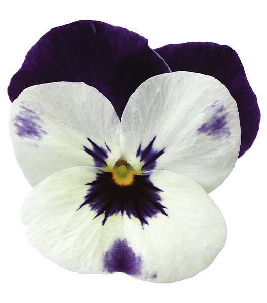 Viola cornuta Deltini Cuty