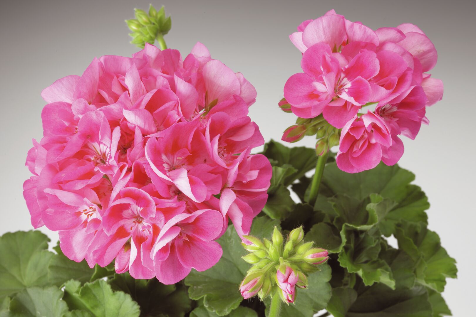Pelargonium zonale Classic Candy Rose with Blotch