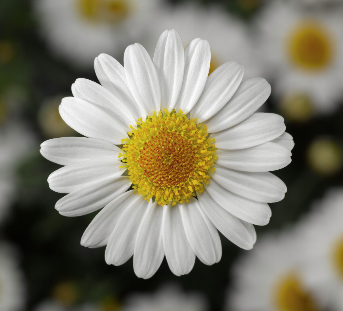 Argyranthemum frutescens Molimba® M White