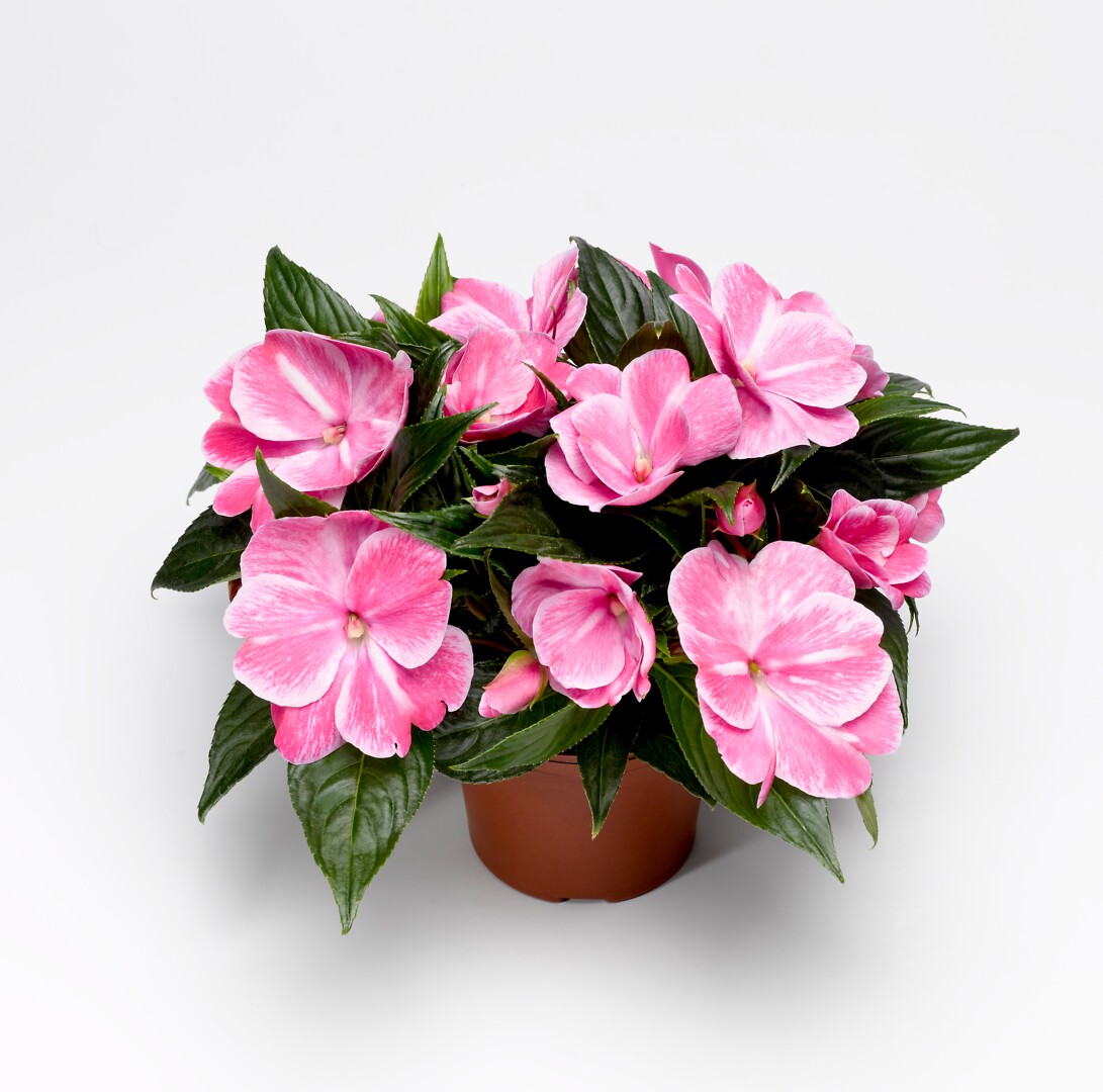 Impatiens hawkeri Sonic® Magic Pink