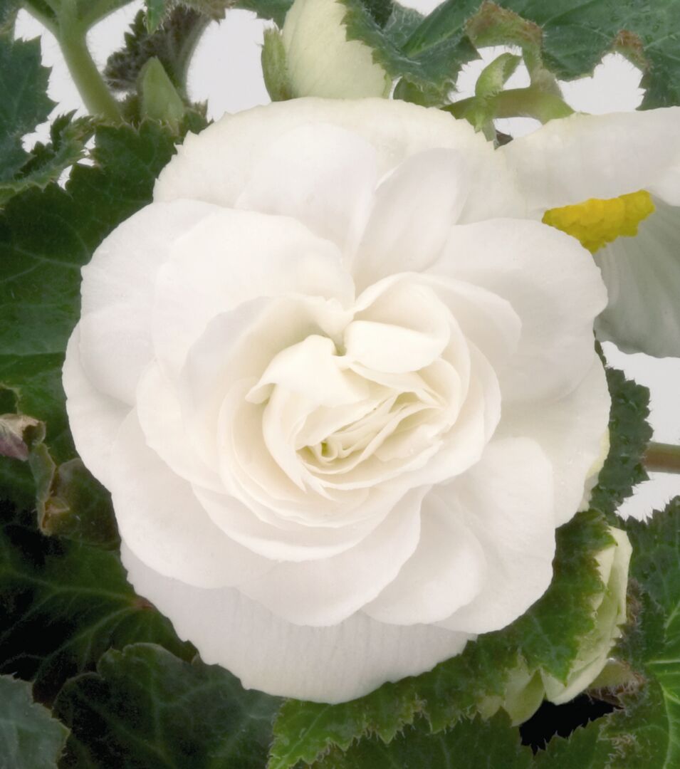 Begonia tuberhybrida Swing White