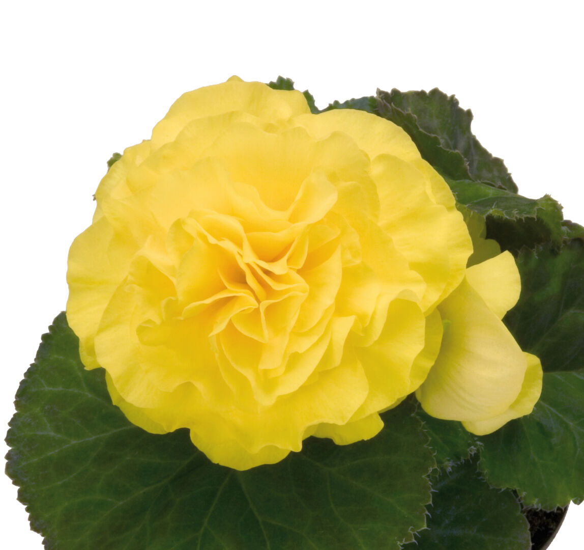 Begonia tuberhybrida Swing Yellow