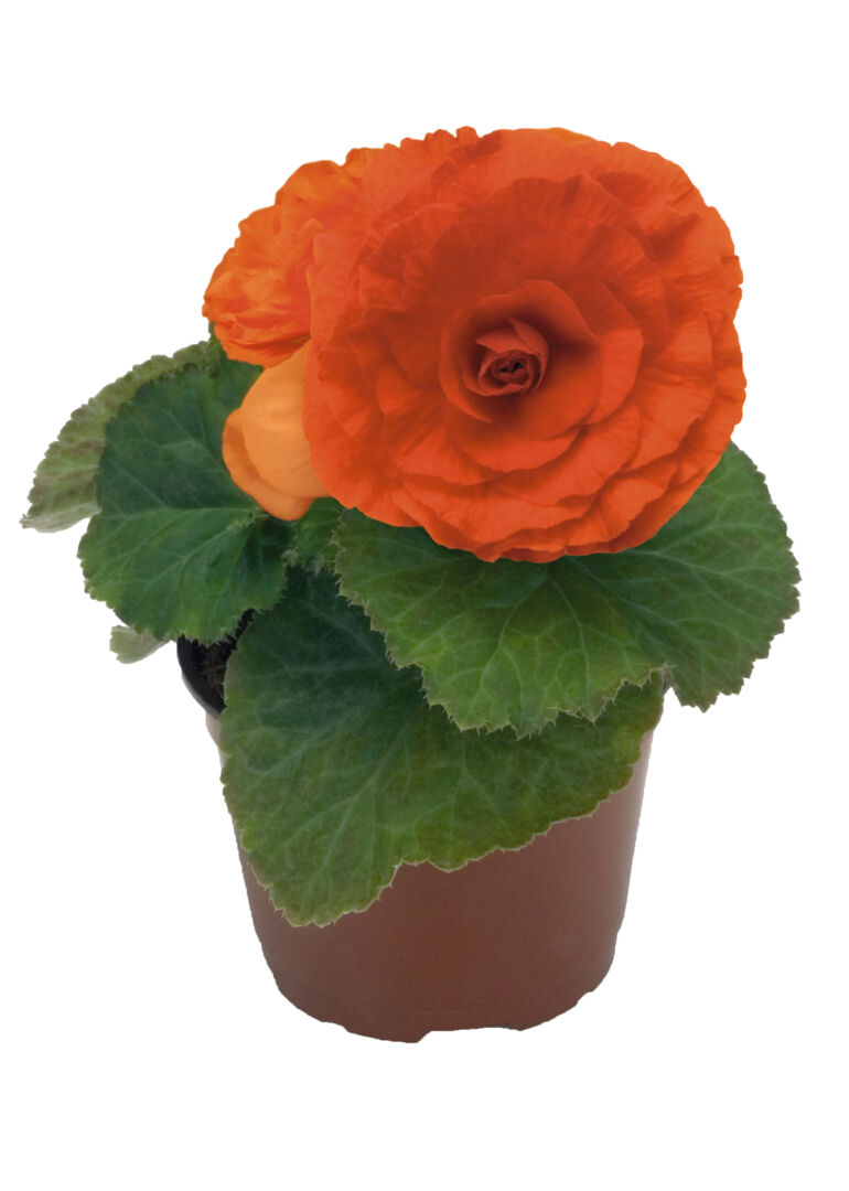 Begonia tuberhybrida Swing Orange