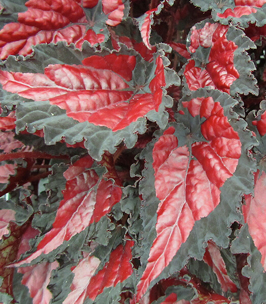 Begonia rex hybrid Beleaf® Inca Night