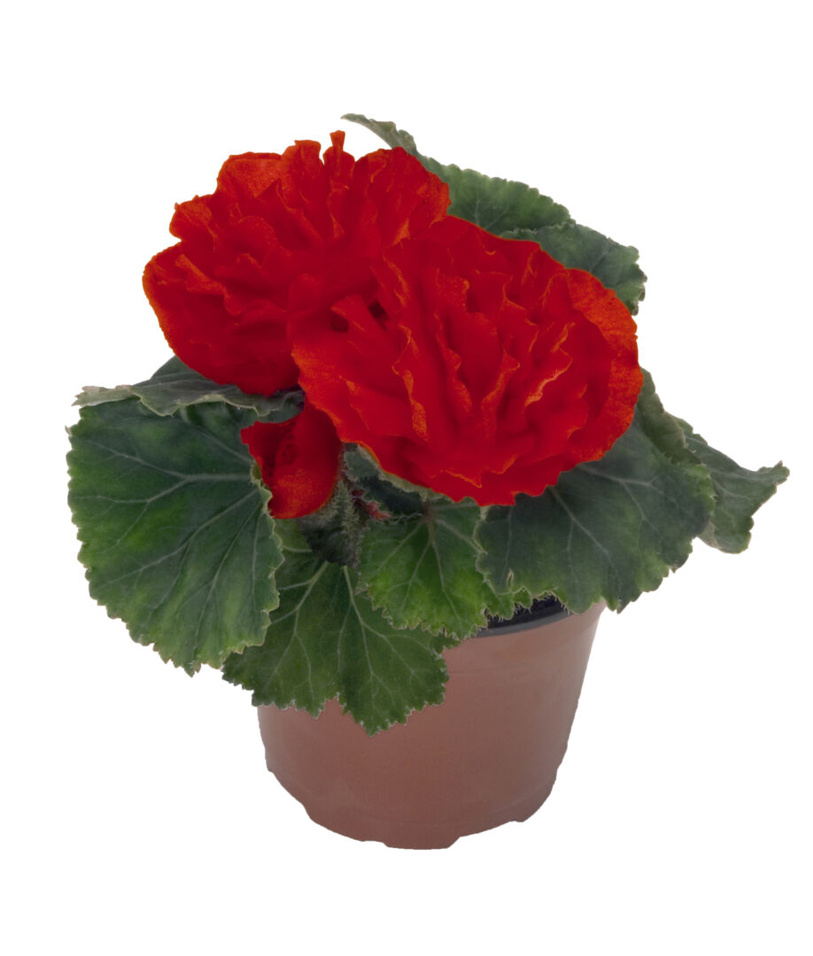 Begonia tuberhybrida Swing Scarlet