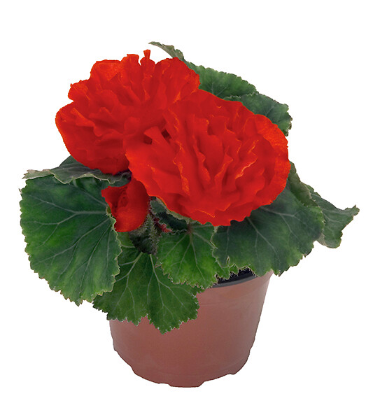 Begonia tuberhybrida Swing Scarlet